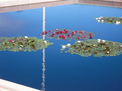 lilies